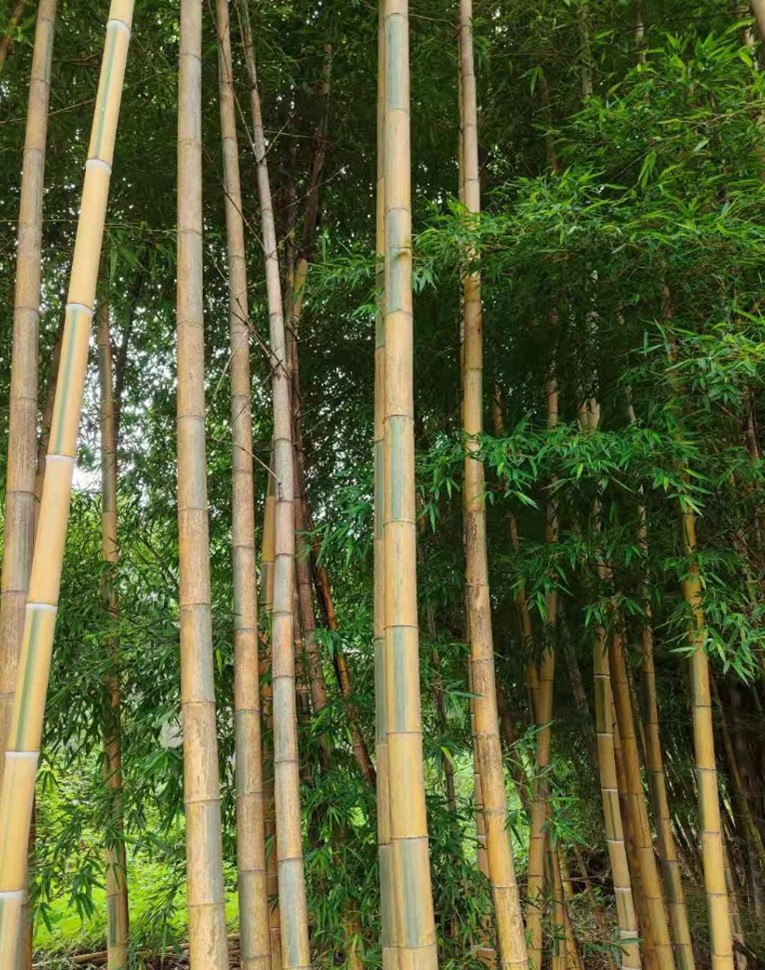 花毛竹
