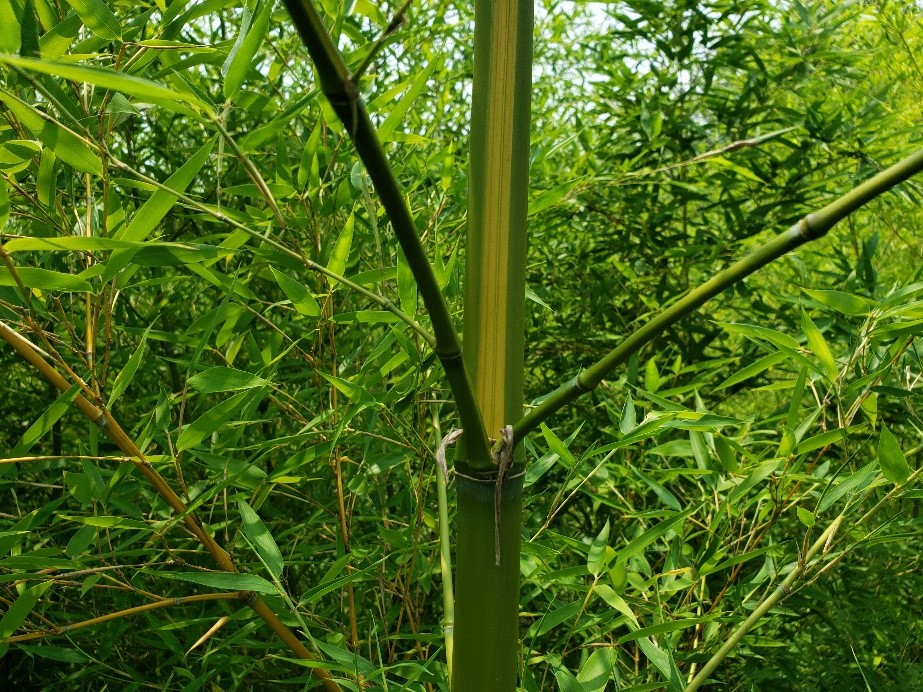 黄槽刚竹
